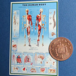 The Human Body Poster